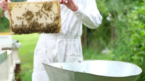 Young beekeeper with honeycomb from a hive Stock Footage 81696239