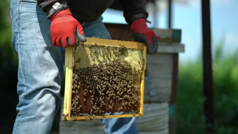 Young beekeeper inspecting bees in the apiary Stock Footage 202221261