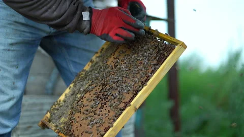 Young beekeeper inspecting bees in the apiary Stock Footage 202221541