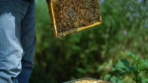 Young beekeeper inspecting bees in the apiary Vídeos de archivo 202222965