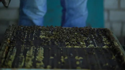 Young beekeeper inspecting bees in the apiary Video stock 202223654