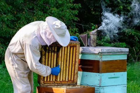 Young beekeeper working in the apiary. Beekeeping concept. Beekeeper harvesting Stock Photos