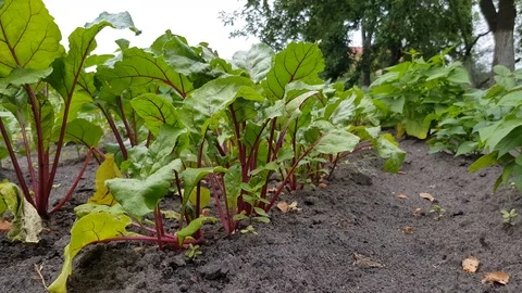Young beet grows Vídeo Stock 94389611