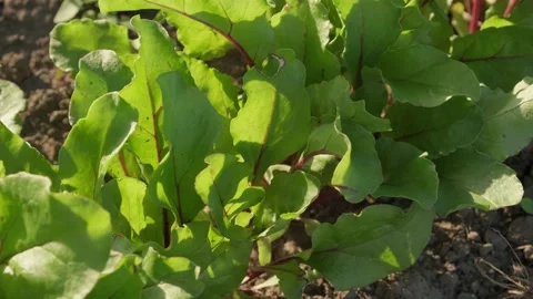 Young beet leaves growing Stock Footage 156631486