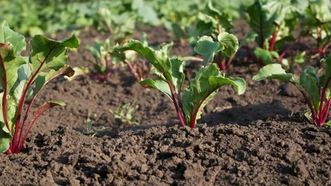 Young beet plants grow in beds. Growing organic vegetables. Video stock 311309538
