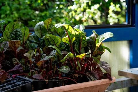 Young Beet Plants Growing in Window Box Stockfoto's