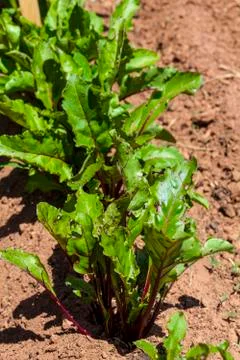 Young beet plants Stock Photos