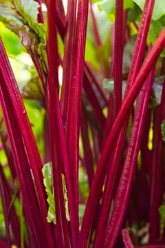 Young beet stem Stock Photos