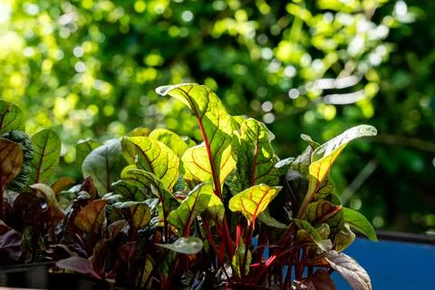 Young Beetroot Leaves in Sunny Window Garden Stock Photos