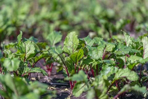 Young beetroot plants thrive in sunlight, sprouting from rich dark soil in .. Stock Photos