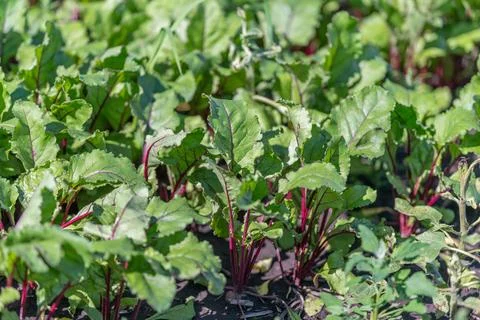Young beetroot seedlings display bright green leaves and rich red stems, reac Stock Photos