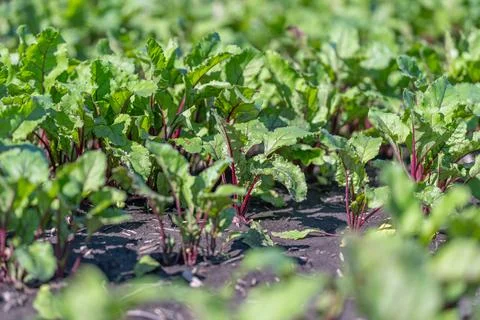 Young beetroot seedlings emerge from dark, rich soil in perfect garden rows.  Stock Photos