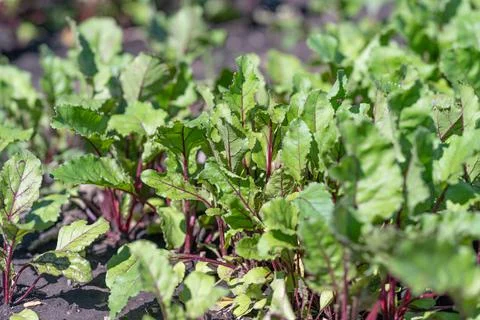 Young beetroot seedlings with vibrant green leaves and reddish stems grow lus Stock Photos