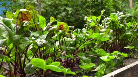 Young beetroots in vegetable intercropping cultivation Stock Footage 95248348