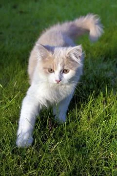 Young beige white kitten in the backyard Stock Photos