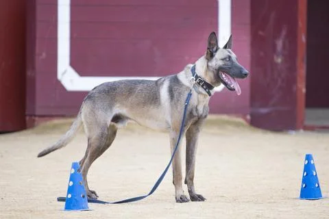 Young Belgian malinois standing between two cones during an obedience Stock Photos