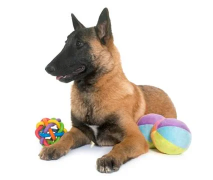Young belgian shepherd Stock Photos