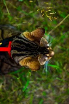 A young Bengal cat on a red leash sitting on a green lawn on a sunny day in J Stock Photos