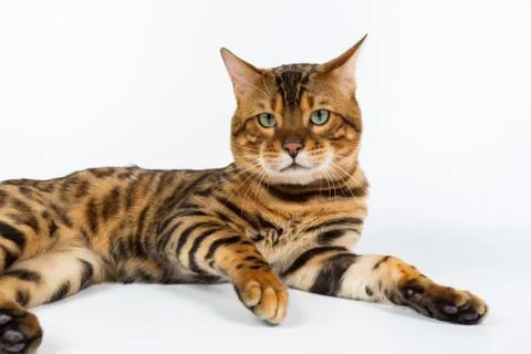 Young Bengal cat on a white background in studio isolated Stock Photos