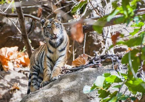 Young Bengal tiger in natural habitat. The Bengal (Indian) tiger Panthera tig Stock Photos
