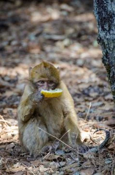 Young berber monkey eating discarded piece of honey melon in cedar forest Stock Photos