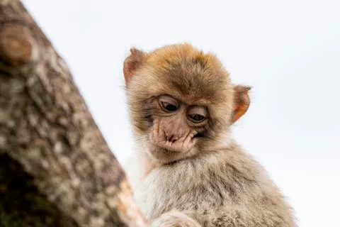 Young berber monkey in a tree Stock Photos