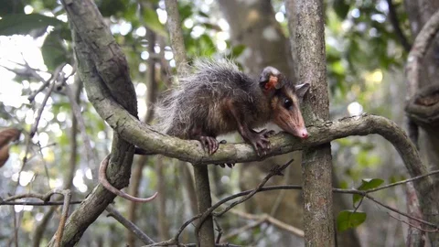 Young Big-eared Opossum standing in tree. Stock Footage 108689804