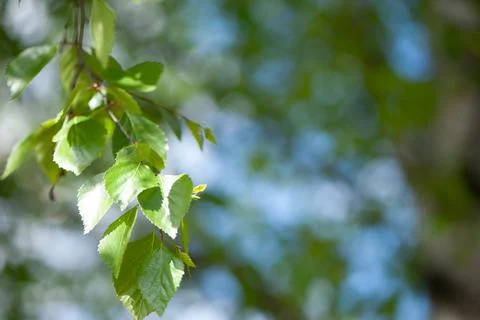 Young birch branches in the sunlight . Spring green background. Juicy greens Stock Photos
