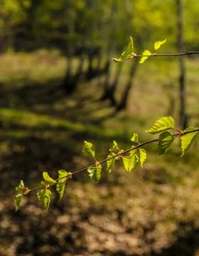 Young birch foliage Stock Photos