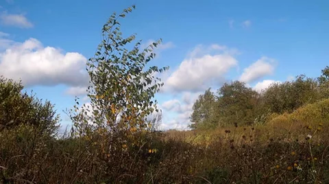 Young birch Vídeo Stock 30281299