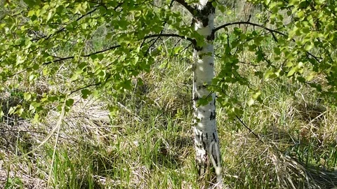 Young birch Stock Footage 108139316