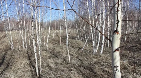 Young birch forest Stock Footage 37891807