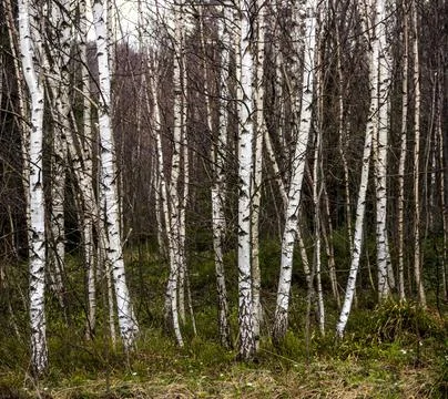 A young birch forest Stock Photos
