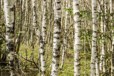 A young birch forest Stock Photos