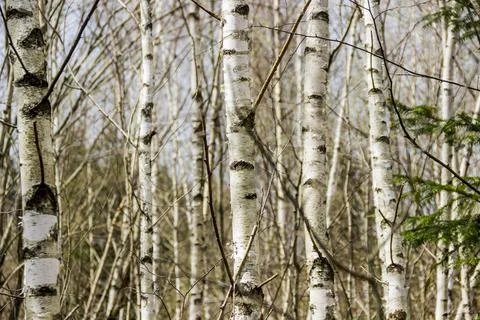 A young birch forest Stock Photos