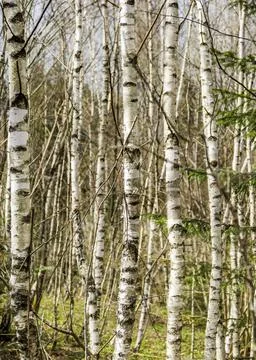 A young birch forest Stock Photos