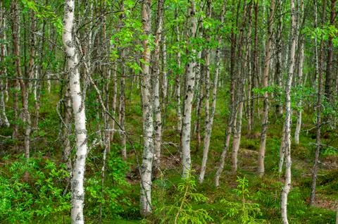 Young birch forest Stock Photos