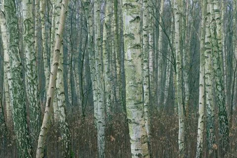 Young birch forest. Thin tree trunks. Stock Photos