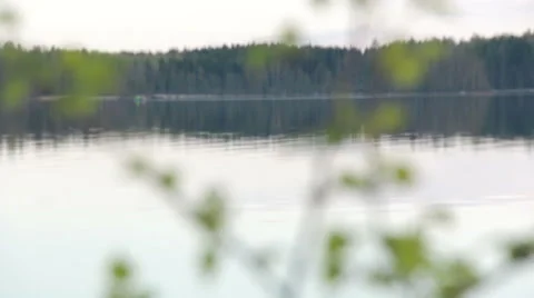 Young birch leaves, focus moving from background lake Stock Footage 50079741