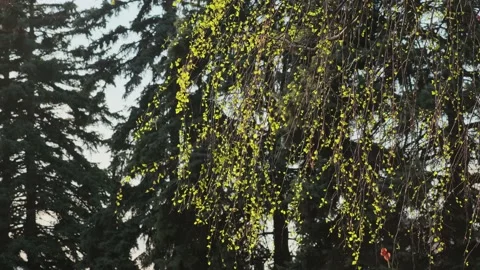 Young birch leaves Stock Footage 152847878
