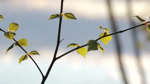 Young birch leaves in springtime with lake background Stock Footage 50079031