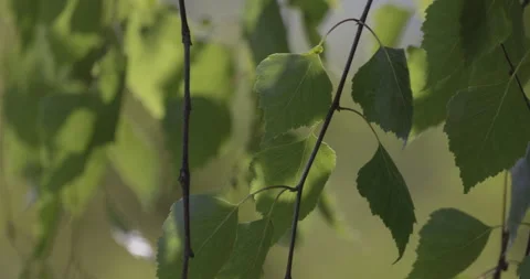Young birch leaves in the wind, 4K slomo close-up Stock Footage 244331746