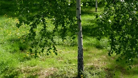 Young birch is moving in the wind. Stock Footage 154553883