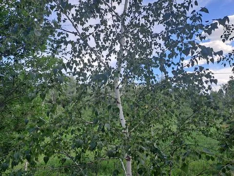 A young birch tree against the background of other trees Stock Photos