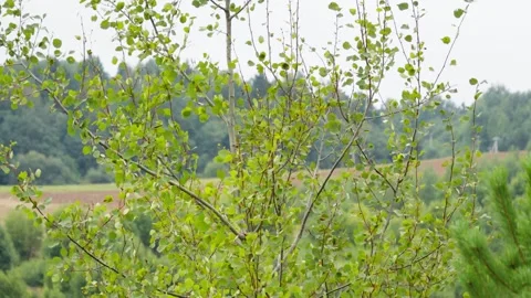 Young Birch Tree Branches Blowing in Wind Outdoors Stock Footage 345983563