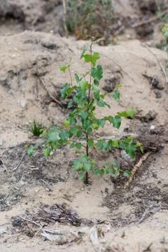 A young birch tree in the forest. Deciduous little plant in sandy soil. Stock Photos