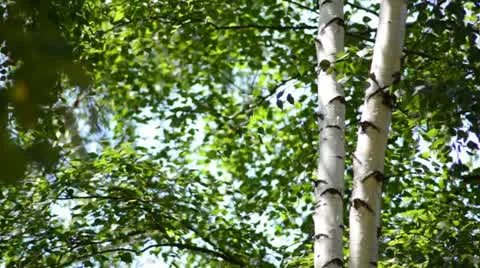 Young Birch Tree in Forest - Simple Nature Background Stock Footage 11291618