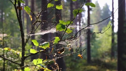 Young birch tree with green leaves and a dew covered spiderweb in a sunligh.. Stock Footage 341566411