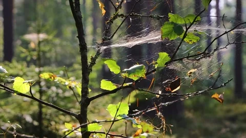 Young birch tree with green leaves and a dew covered spiderweb in a sunligh.. Stock Footage 341566413