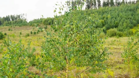 Young Birch Tree Growing In Forest Clearing Stock Footage 346695056